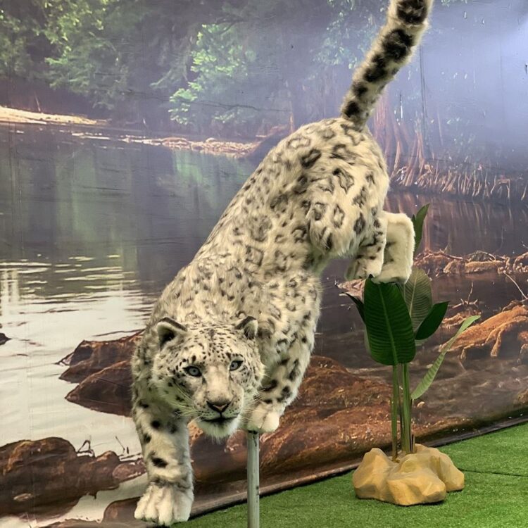 Animatronic snow leopard