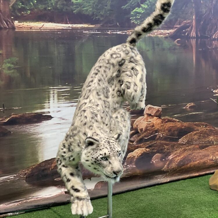 Animatronic snow leopard