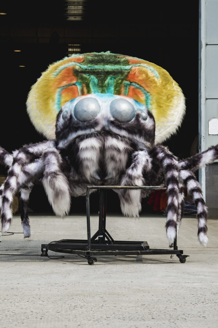 Peacock Spider