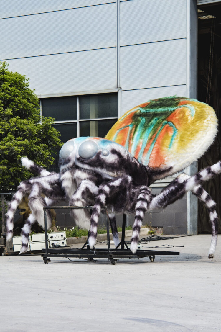 Peacock Spider