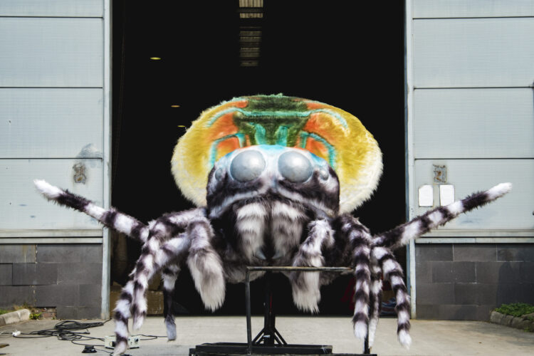 Peacock Spider
