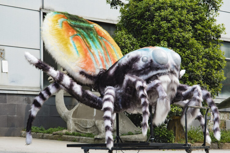 Peacock Spider