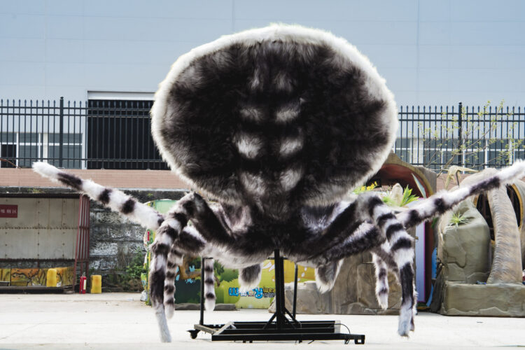 Peacock Spider
